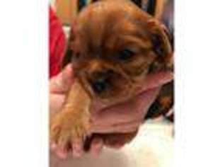 Cavalier King Charles Spaniel Puppy for sale in Barnsley, South Yorkshire (England), United Kingdom