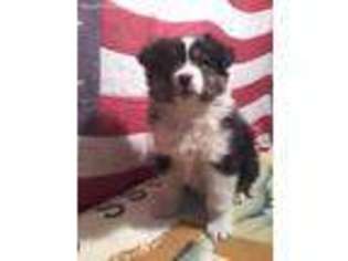 Australian Shepherd Puppy for sale in Linden, PA, USA