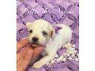 Mutt Puppy for sale in Beardstown, IL, USA