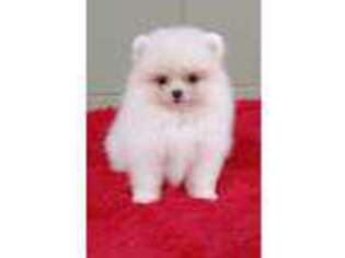 Pomeranian Puppy for sale in San Luis Obispo, CA, USA