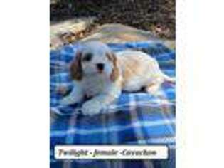 Cavachon Puppy for sale in Hopkinsville, KY, USA