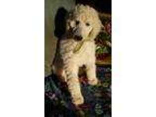 Mutt Puppy for sale in Hibbing, MN, USA