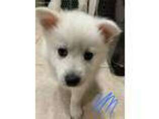 American Eskimo Dog Puppy for sale in Mahopac, NY, USA