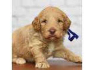 Goldendoodle Puppy for sale in Simpsonville, SC, USA