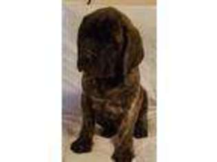 Mastiff Puppy for sale in Gadsden, AL, USA