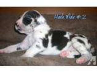 Great Dane Puppy for sale in HILLSBORO, OH, USA