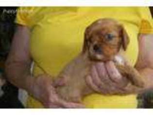 Cavalier King Charles Spaniel Puppy for sale in Houlton, ME, USA