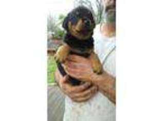 Rottweiler Puppy for sale in Trinidad, TX, USA