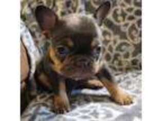 French Bulldog Puppy for sale in Chouteau, OK, USA