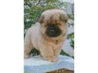 Chow Chow Puppy for sale in Ellicott City, MD, USA