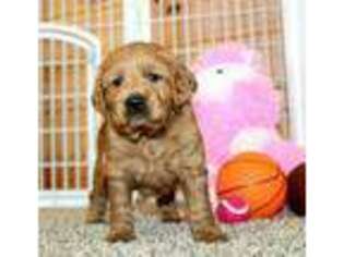 Mutt Puppy for sale in Hayesville, OH, USA