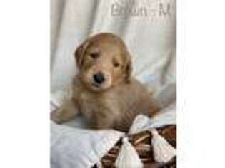 Goldendoodle Puppy for sale in Freeland, MI, USA