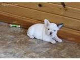 French Bulldog Puppy for sale in Wauseon, OH, USA