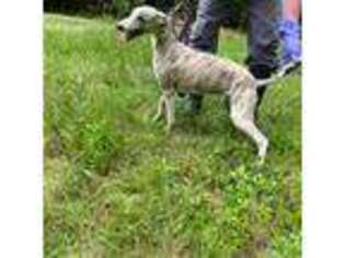 Whippet Puppy for sale in Cumming, GA, USA