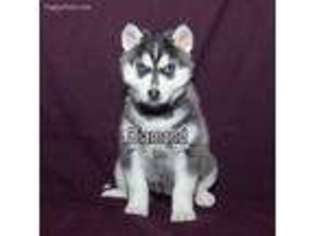 Siberian Husky Puppy for sale in Sugarcreek, OH, USA