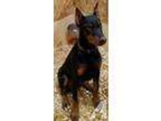 Doberman Pinscher Puppy for sale in REDWOOD VALLEY, CA, USA