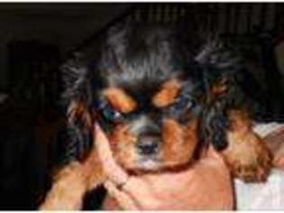 Cavalier King Charles Spaniel Puppy for sale in DARLINGTON, WI, USA