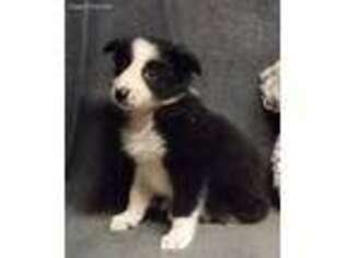 Border Collie Puppy for sale in Muncie, IN, USA
