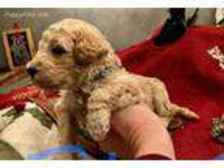 Goldendoodle Puppy for sale in Pea Ridge, AR, USA
