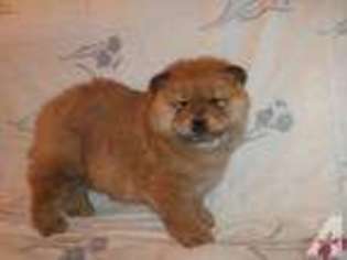 Chow Chow Puppy for sale in DENVER, CO, USA