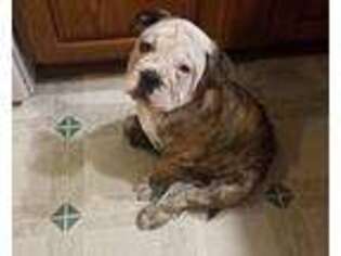 Bulldog Puppy for sale in Oconto, WI, USA