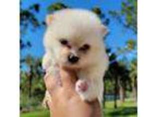 Pomeranian Puppy for sale in Bonita Springs, FL, USA
