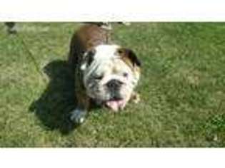 Bulldog Puppy for sale in Tinley Park, IL, USA