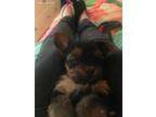 Yorkshire Terrier Puppy for sale in Elgin, IL, USA