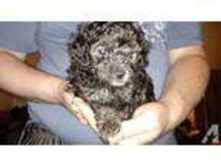 Mutt Puppy for sale in NESQUEHONING, PA, USA