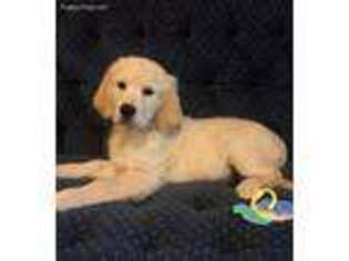 Golden Retriever Puppy for sale in Chuckey, TN, USA