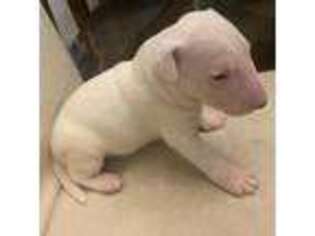Bull Terrier Puppy for sale in Jackson, KY, USA