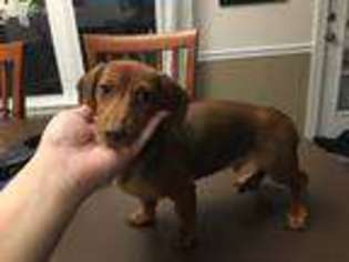 Dachshund Puppy for sale in Cary, NC, USA