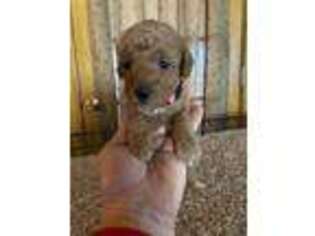 Goldendoodle Puppy for sale in Farmington, MO, USA