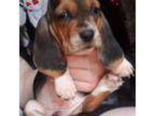 Basset Hound Puppy for sale in Menifee, CA, USA