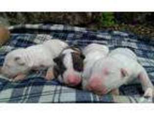 Bull Terrier Puppy for sale in SAINT MARYS, OH, USA