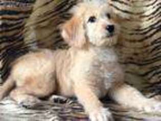 Labradoodle Puppy for sale in Kennesaw, GA, USA