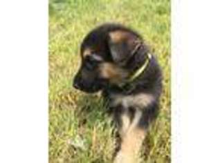 German Shepherd Dog Puppy for sale in Monroe, NY, USA