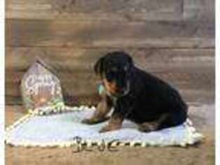 Airedale Terrier Puppy for sale in Mc Bain, MI, USA