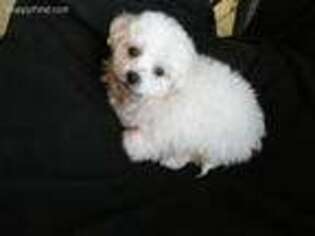 Bichon Frise Puppy for sale in Alexis, NC, USA