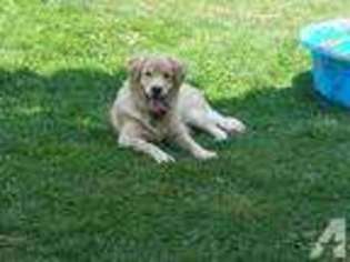 Goldendoodle Puppy for sale in WELLSVILLE, PA, USA