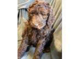 Labradoodle Puppy for sale in Prichard, WV, USA