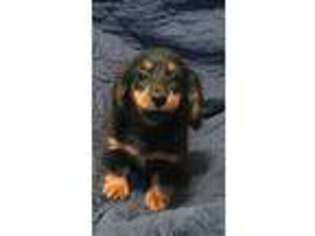 Dachshund Puppy for sale in Norris City, IL, USA