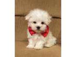 Maltese Puppy for sale in Abingdon, VA, USA