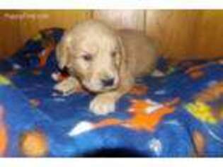 Golden Retriever Puppy for sale in Frostproof, FL, USA