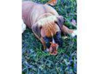 Boxer Puppy for sale in Barnardsville, NC, USA