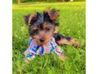 Yorkshire Terrier Puppy for sale in Park Forest, IL, USA