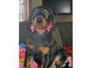Doberman Pinscher Puppy for sale in HEWITT, MN, USA