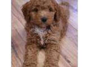 Goldendoodle Puppy for sale in Ashby, MN, USA