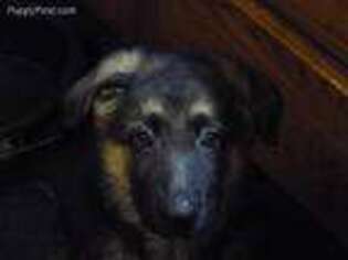 German Shepherd Dog Puppy for sale in Jefferson, OH, USA