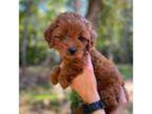 Goldendoodle Puppy for sale in Reidsville, NC, USA